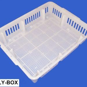 Non-Divided Chick Box